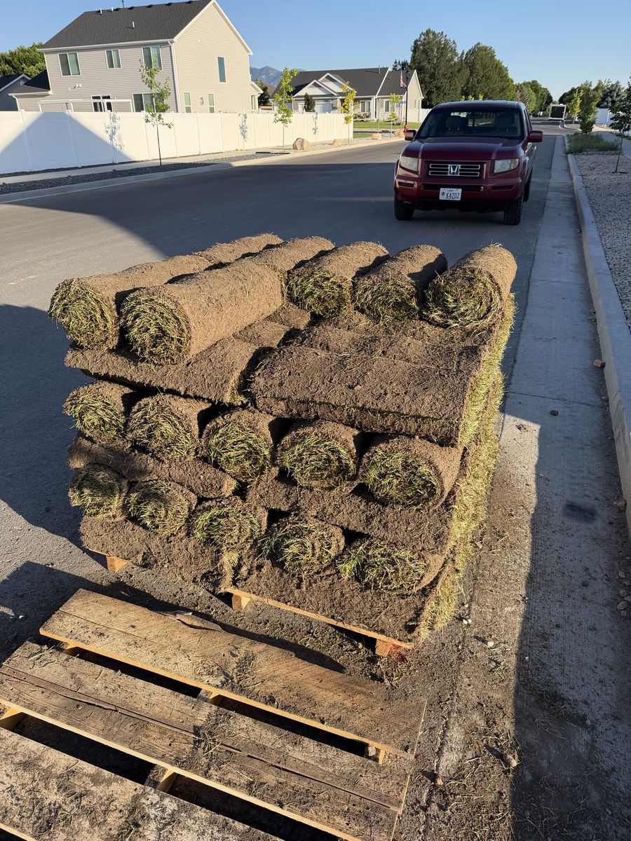 Fresh Sod Rolls - Full Pallet of Green Grass for Landscaping & Lawns