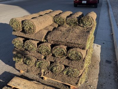 Fresh Sod Rolls - Full Pallet of Green Grass for Landscaping & Lawns