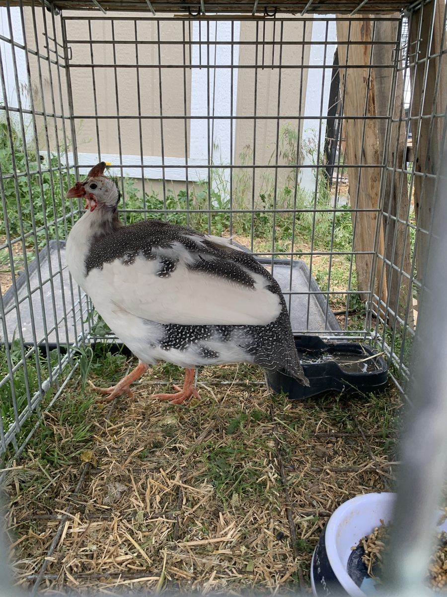 Guinea Cock for sale