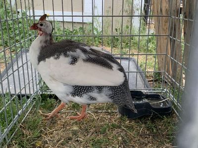 Guinea Cock for sale