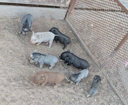bottle babies Micro Mini PIG Juliana