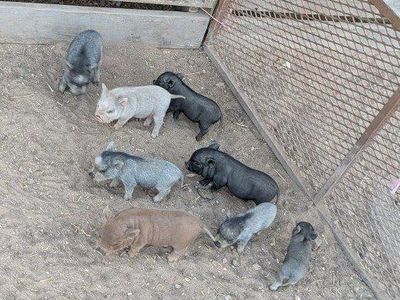 bottle babies Micro Mini PIG Juliana