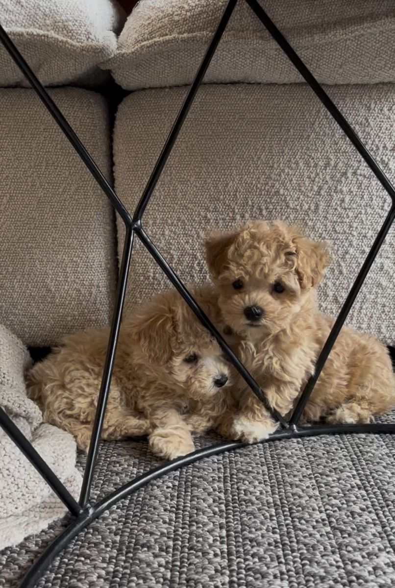 Maltipoo puppies -small parents-prefer to keep them together
