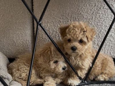Maltipoo puppies -small parents-prefer to keep them together
