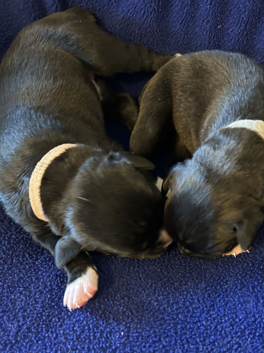AKC BOXER PUPS