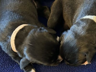 AKC BOXER PUPS