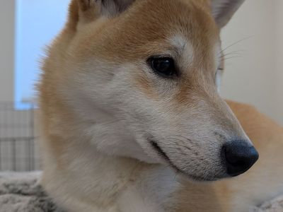 Shiba Inu 6 months old