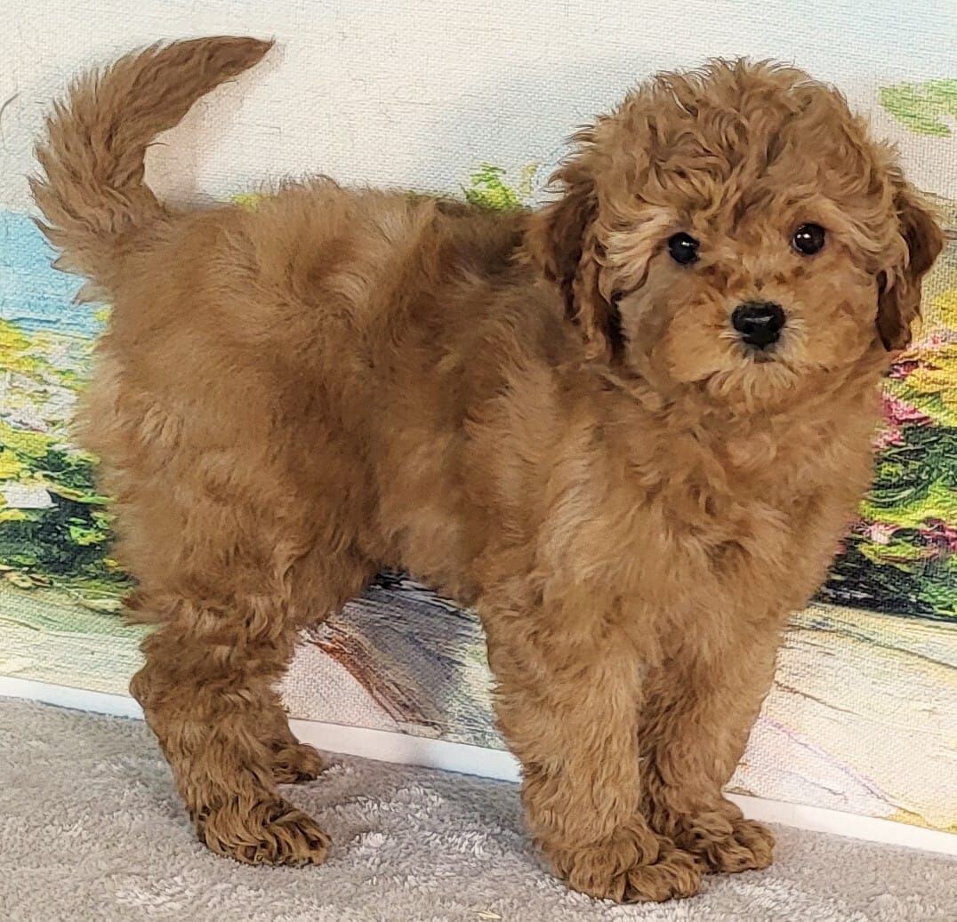 Micro Goldendoodle - Girl Jade $2200