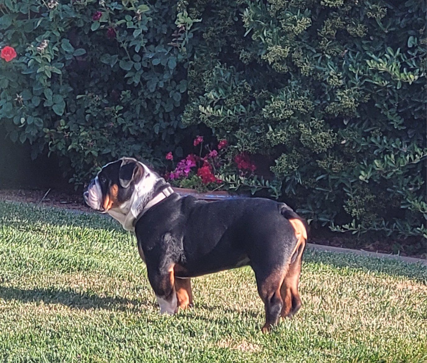 English Bulldog - Black and Tan Tricolor