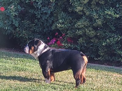 English Bulldog - Black and Tan Tricolor