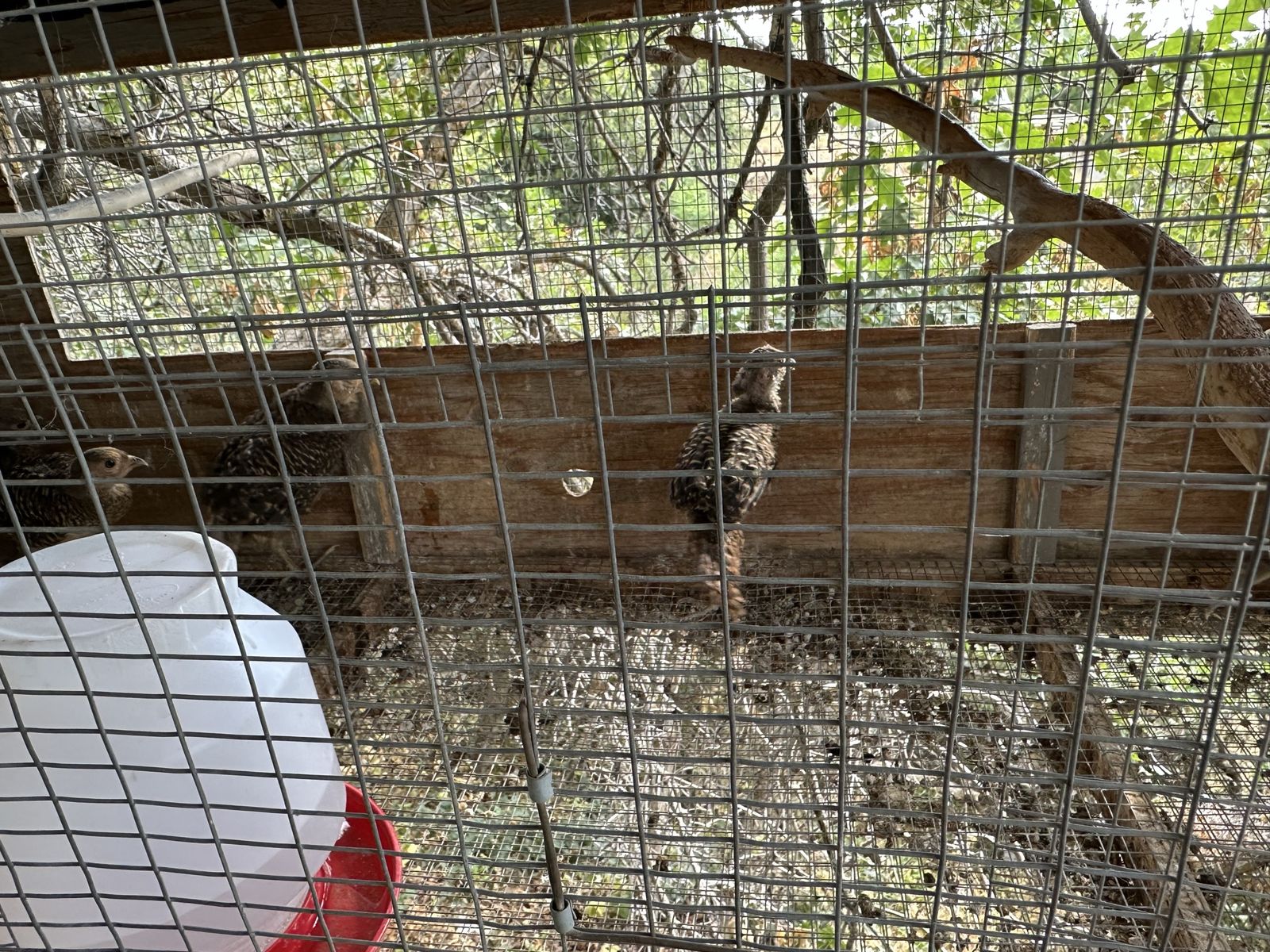 Red Golden Pheasant Chicks - Live Poultry
