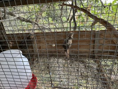 Red Golden Pheasant Chicks - Live Poultry
