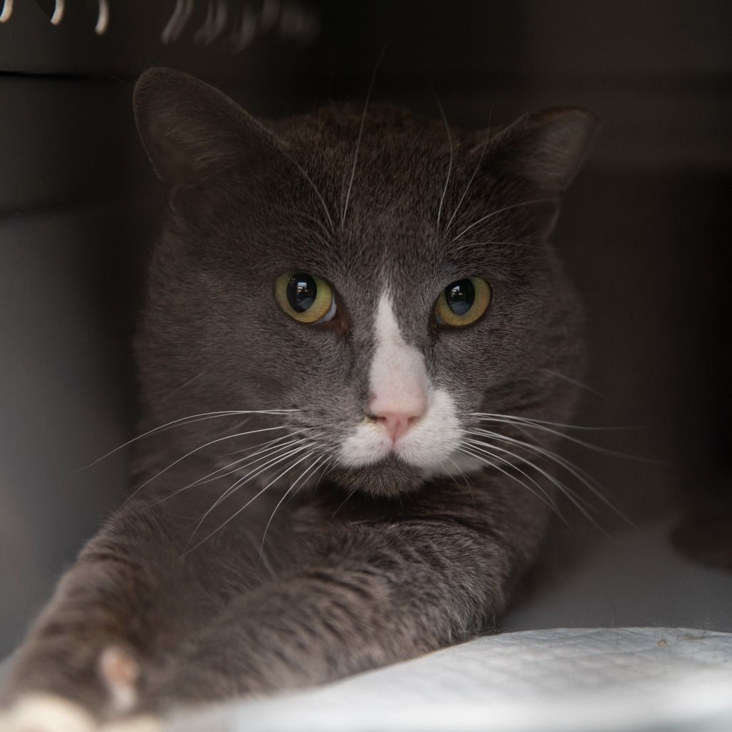 Hello my name is Athens