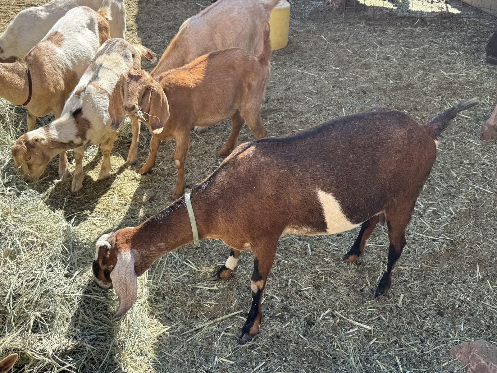 Mostly Nubian herd of goats