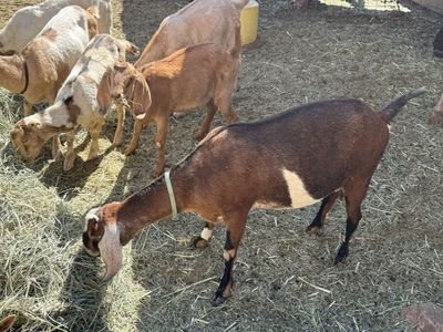 Mostly Nubian herd of goats