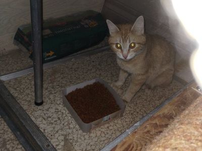two orange cats