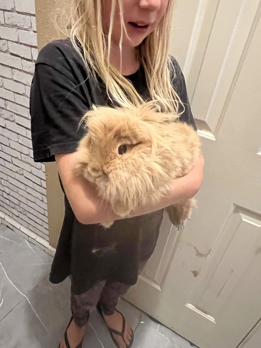 Fluffy Lionhead Rabbit - Red/Brown