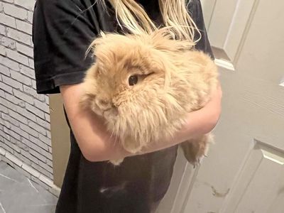 Fluffy Lionhead Rabbit - Red/Brown