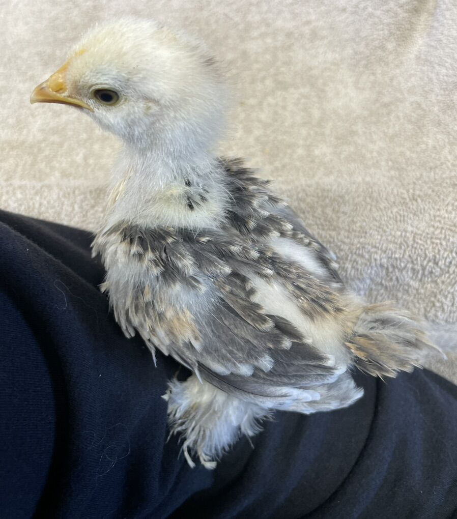 3 Week Old Bantam Cochin Chicks