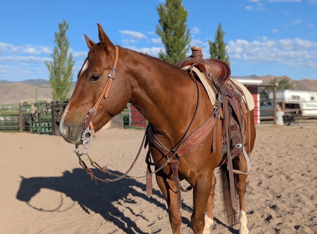 Heel/breakaway horse - reined cowhorse background
