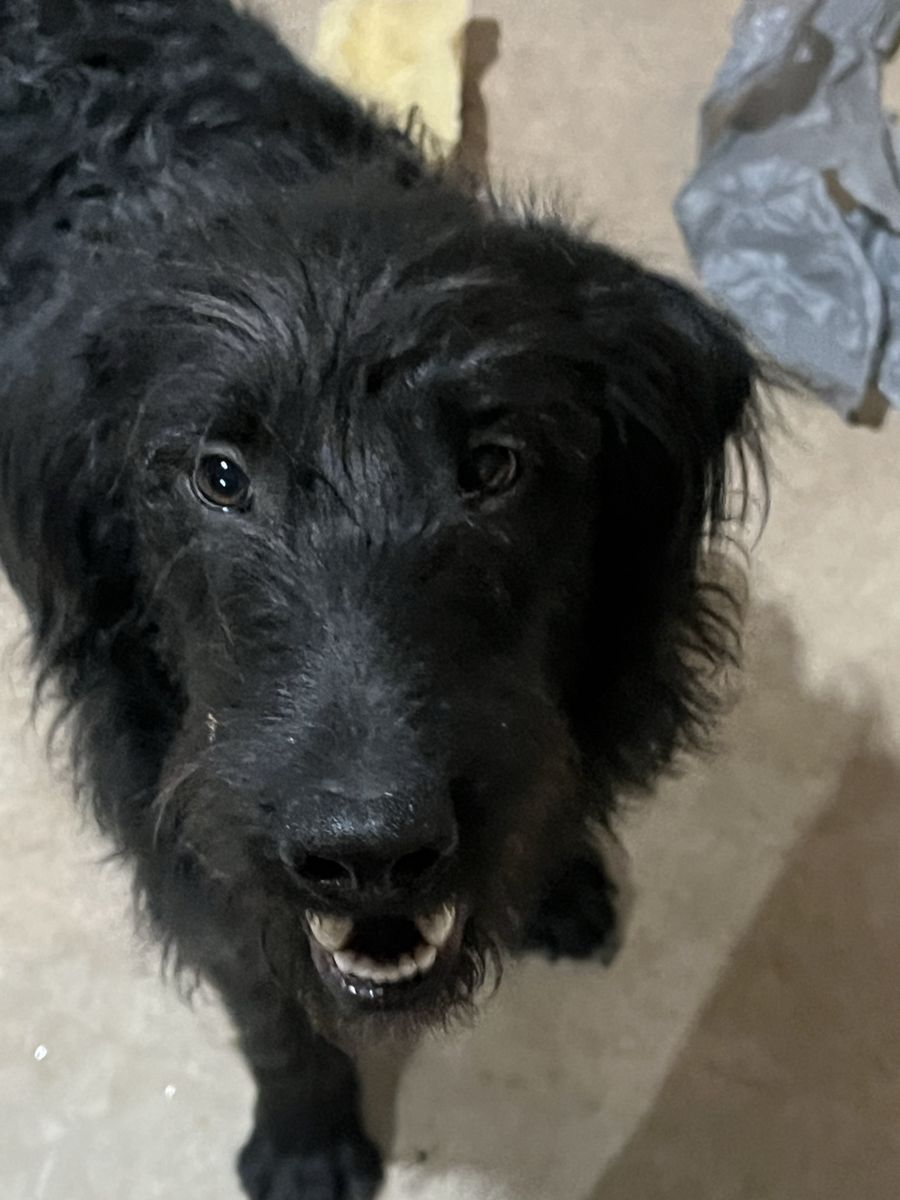 Labradoodle
