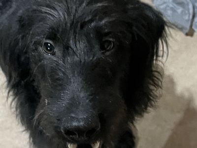Labradoodle