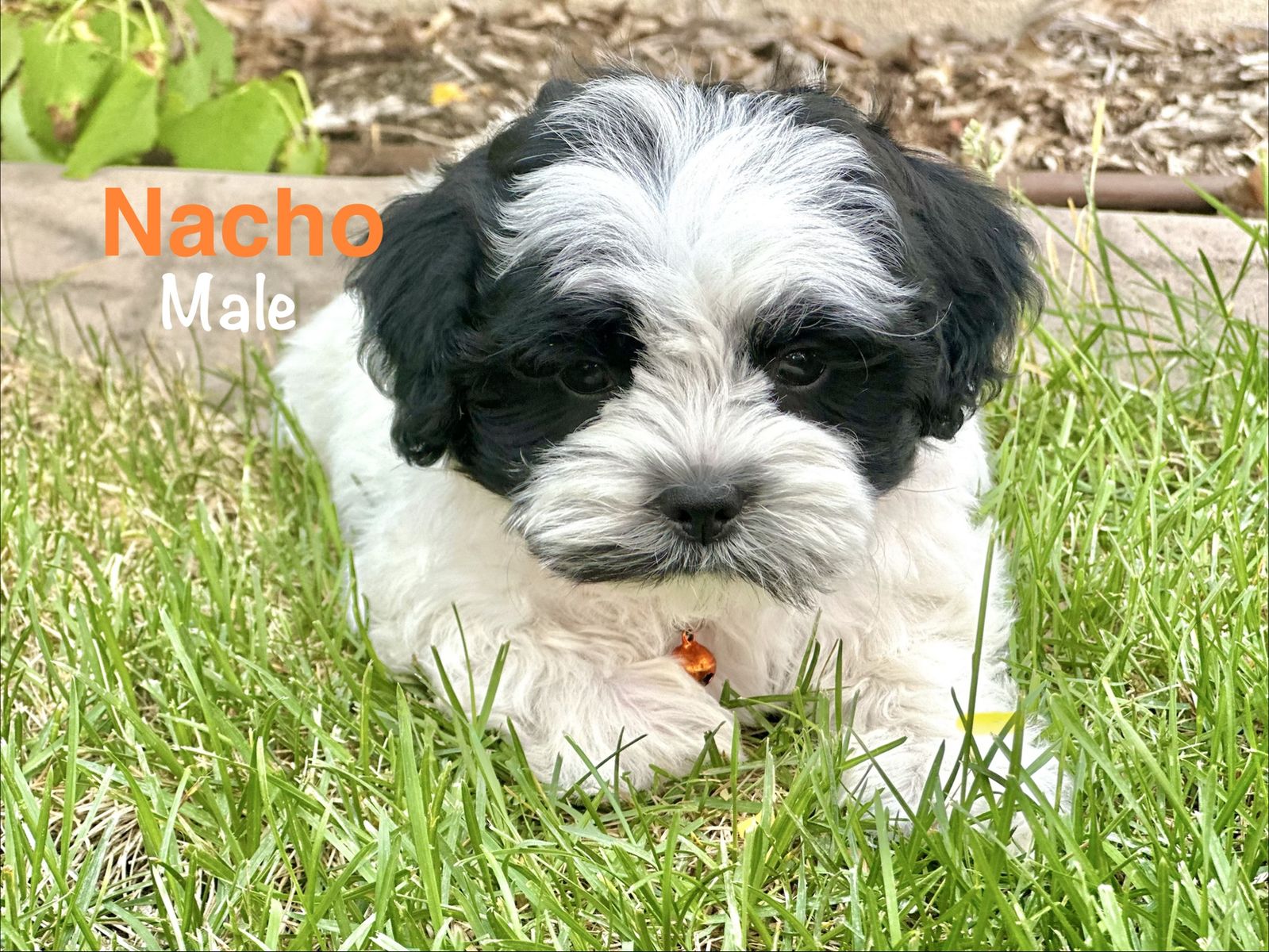 Shorkie Shih Tzu Yorkshire Terrier Mix Puppy. Recent Price Drop!