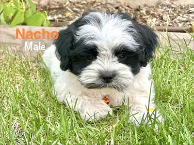 Shorkie Shih Tzu Yorkshire Terrier Mix Puppy. Recent Price Drop!