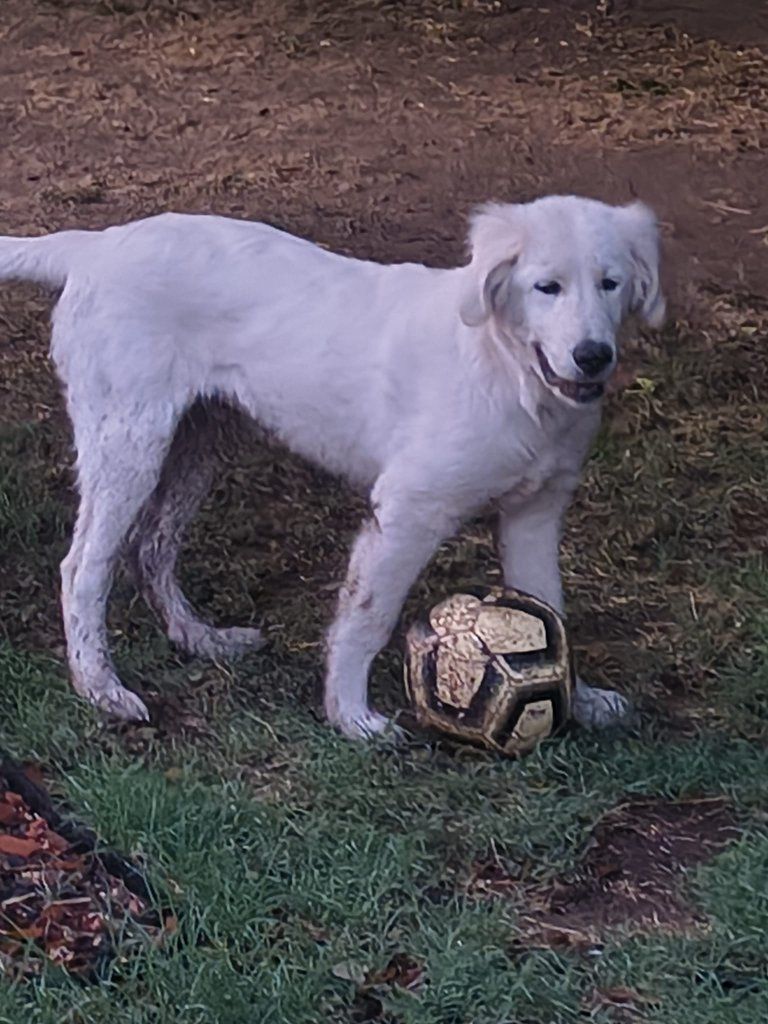 Great pyrenees