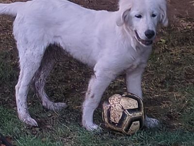 Great pyrenees