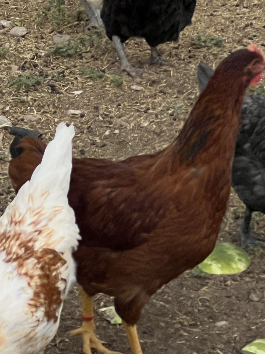 Cinnamon Queen pullets