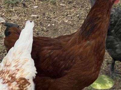 Cinnamon Queen pullets