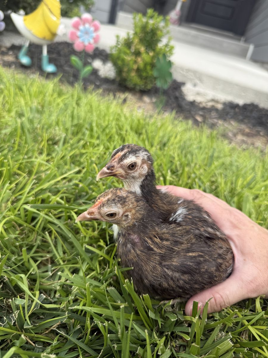 2-Month-Old Brown and Gold Serama Pullets - Pair of Bantam Chickens