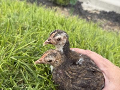 2-Month-Old Brown and Gold Serama Pullets - Pair of Bantam Chickens
