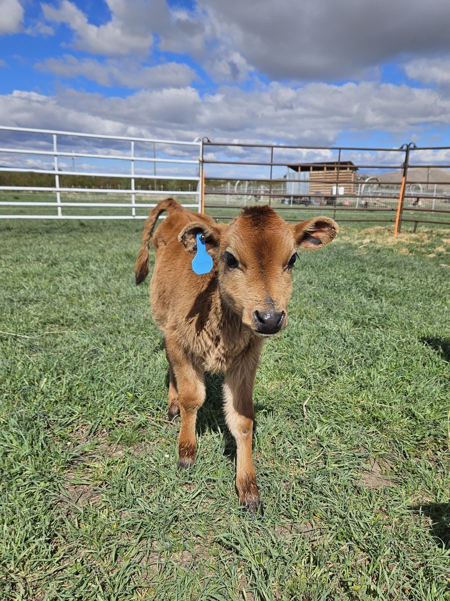 Jersey Steer Calves
