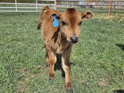 Jersey Steer Calves