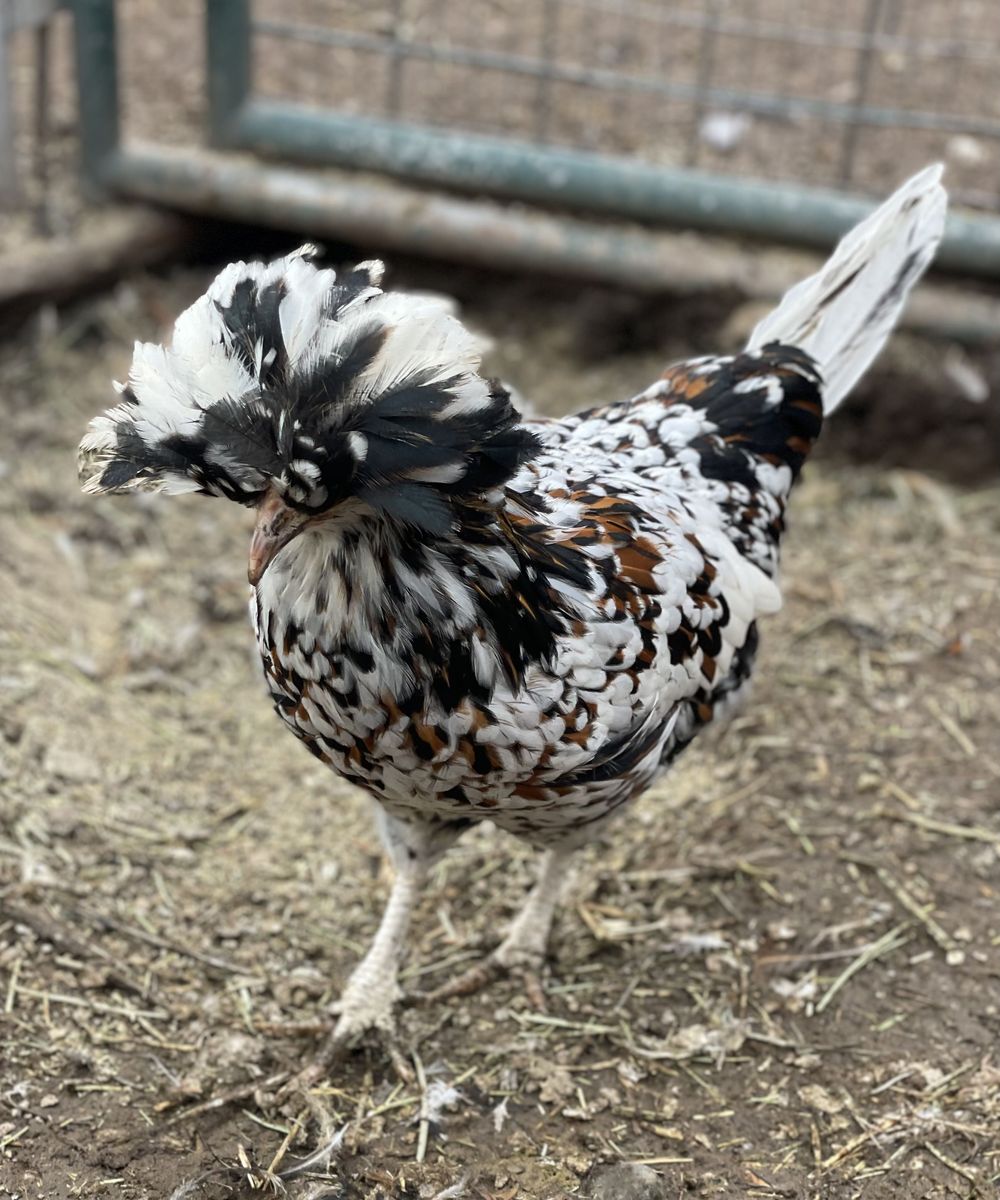 Tolbunt Polish Purebred Pullet/Hens