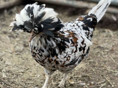 Tolbunt Polish Purebred Pullet/Hens