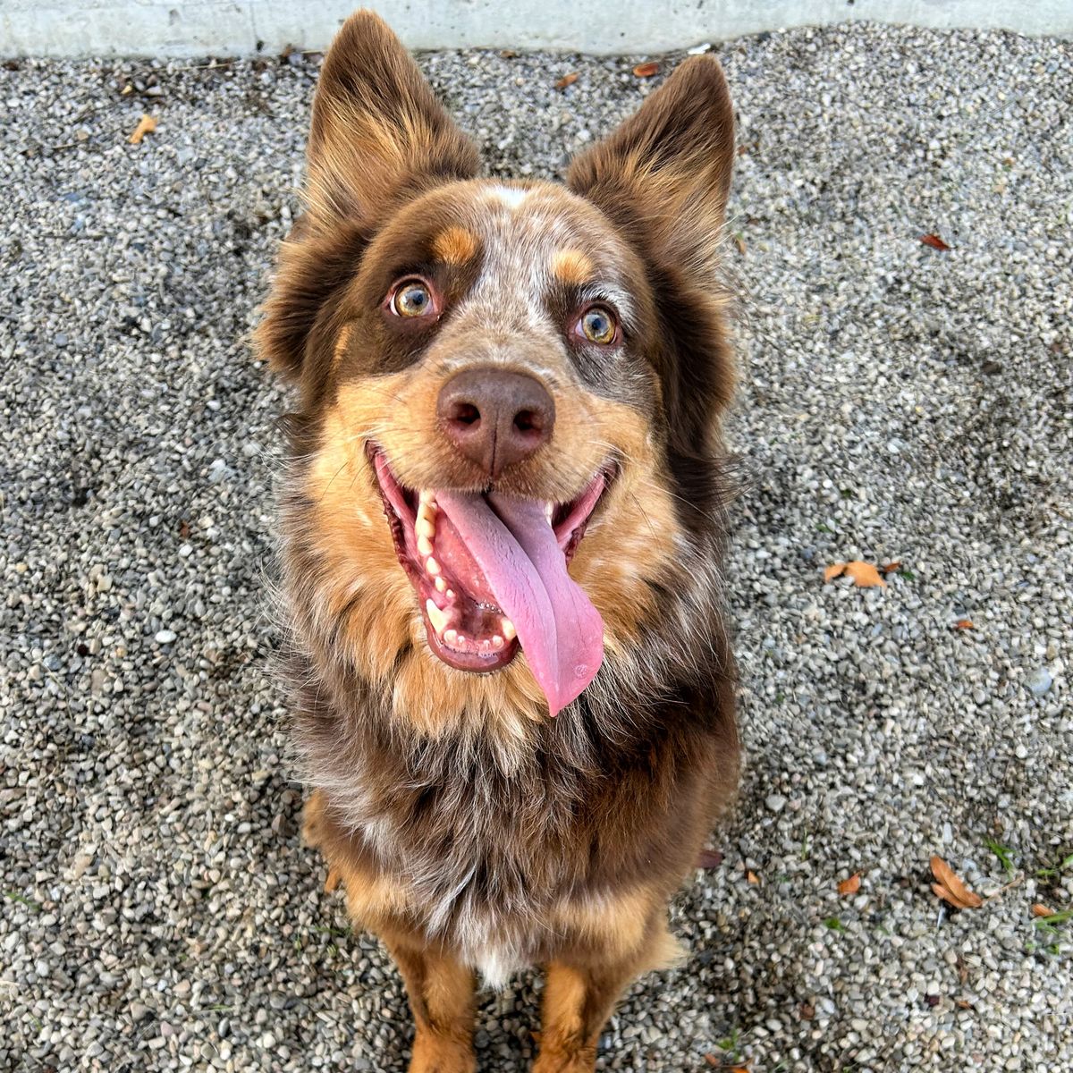 Beau