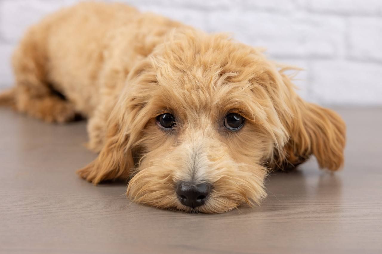 Loki – Ready for His Forever Family