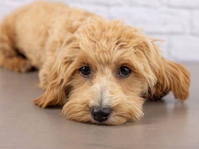Loki – Ready for His Forever Family