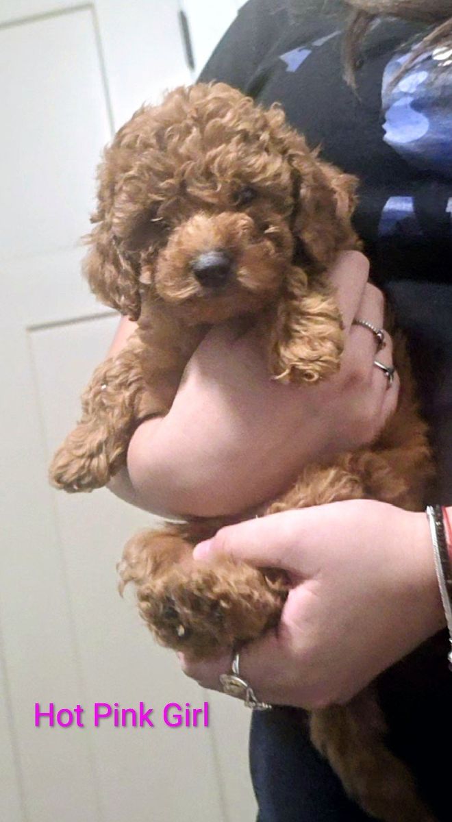 Mini Golden Doodle Puppies