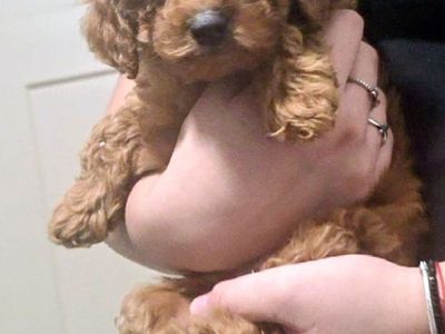 Mini Golden Doodle Puppies