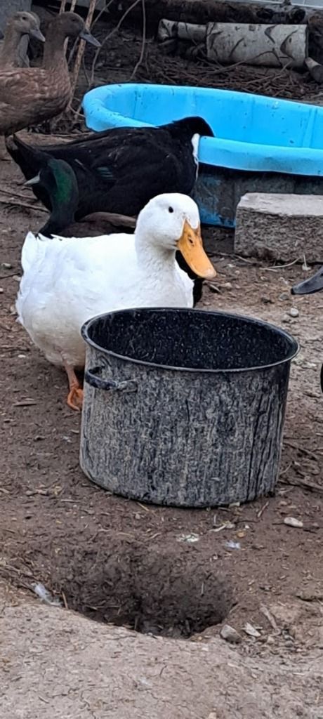 Batman the Jumbo Pekin Duck