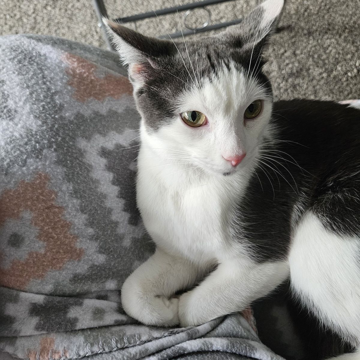 6 month old kitten!