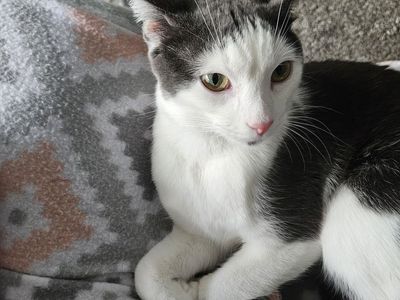 6 month old kitten!