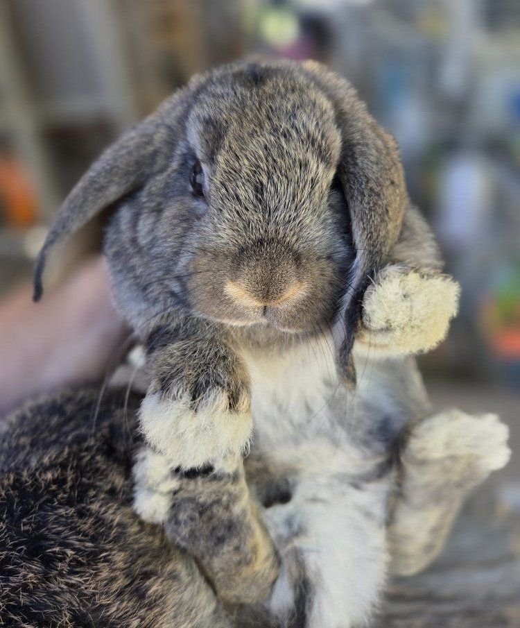 Baby Mini Lop Bunny Rabbit