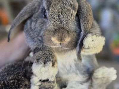 Baby Mini Lop Bunny Rabbit