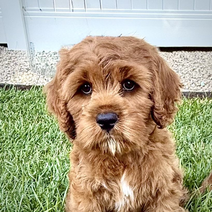 Exceptional Cavapoo Puppies-Health-Tested Parents-Puppy Preschool