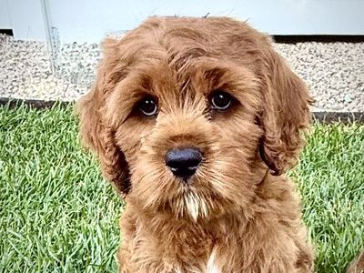 Exceptional Cavapoo Puppies-Health-Tested Parents-Puppy Preschool